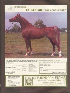 gleannloch farms 1972 al fattah morific stud arabian horse vintage ad
